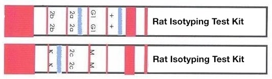 Rat antibody isotyping kit strips