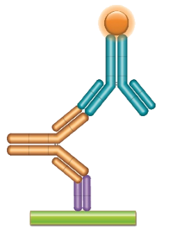 Schematic image of PK bridging ELISA measuring free drug. Anti-idiotypic capture antibody, Fab format (purple), monoclonal antibody drug (gold), anti-idiotypic detection antibody, Ig format (blue), labeled with HRP.