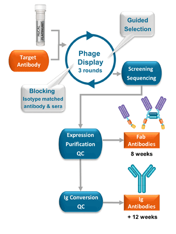 Generating Different Types Of Anti-drug Antibody, Anti-idiotypic Antibody