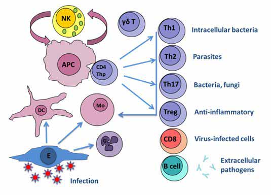 Cell types of the innate and adaptive immune systems