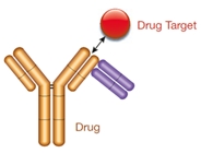 Type 2 non-inhibitory antibodies detect total drug