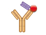 Type 3 drug-target complex-specific antibodies detect bound drug exclusively
