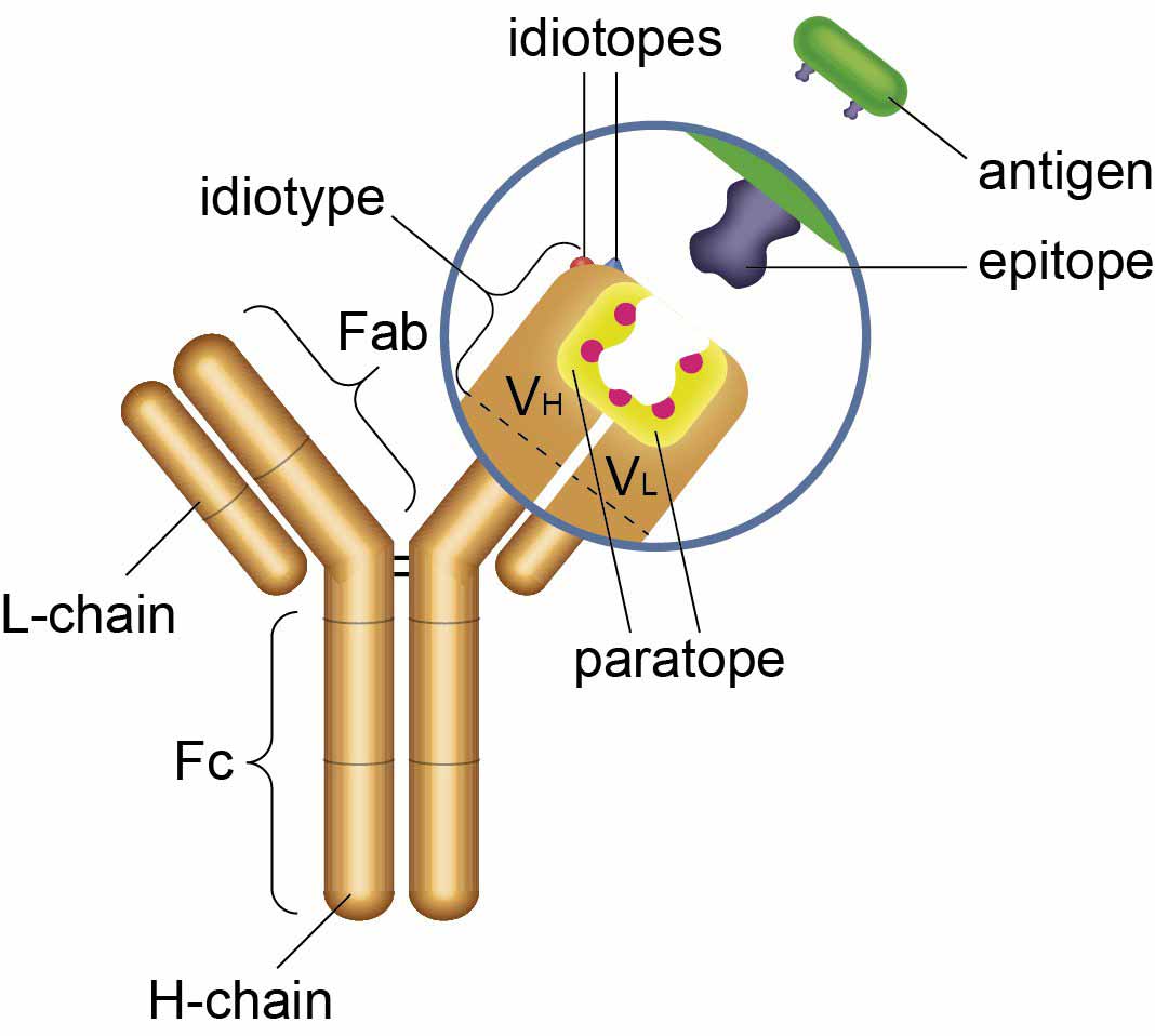 What is an anti-idiotypic antibody
