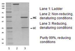 Fig2. Quality check of recombinant human IgG2/kappa by SDS-PAGE