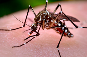 Four virus serotypes…One Dengue vaccine?