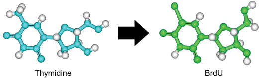 brdu-what-is-brdu-bromodeoxyuridine-bio-rad