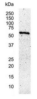 Western blot analysis of HEK293 embryonic kidney cell line whole cell lysate probed with Mouse anti Human c-myc antibody