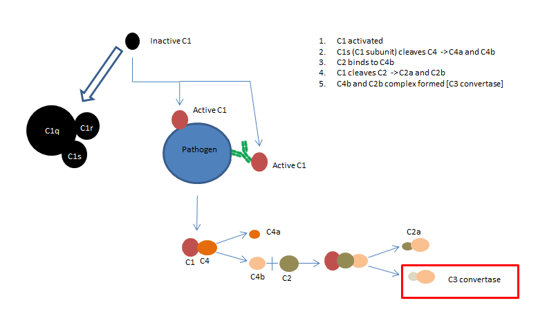The classical complement pathway