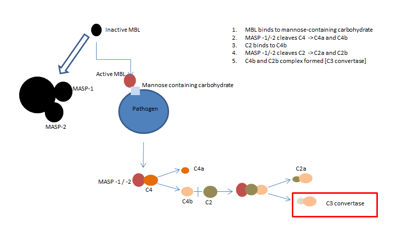 The lectin complement pathway