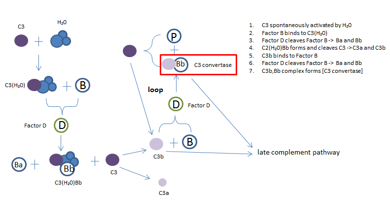 The alternative complement pathway