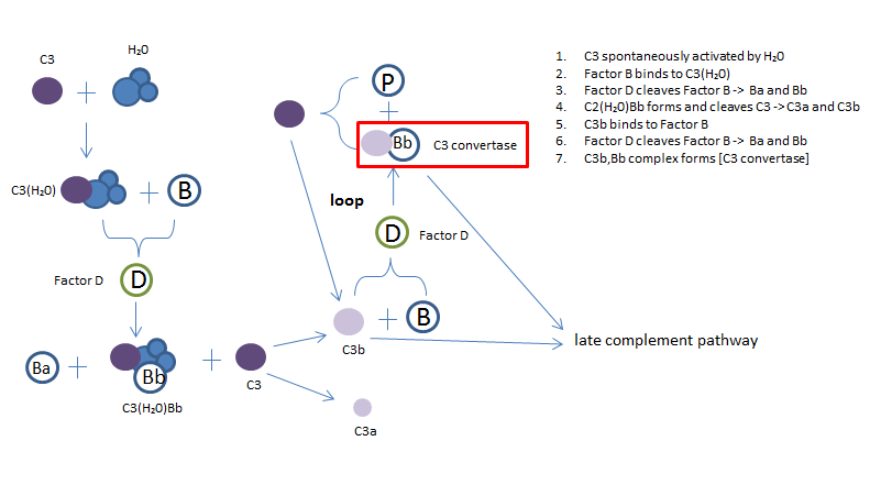 Complement System Mini-Review | Bio-Rad