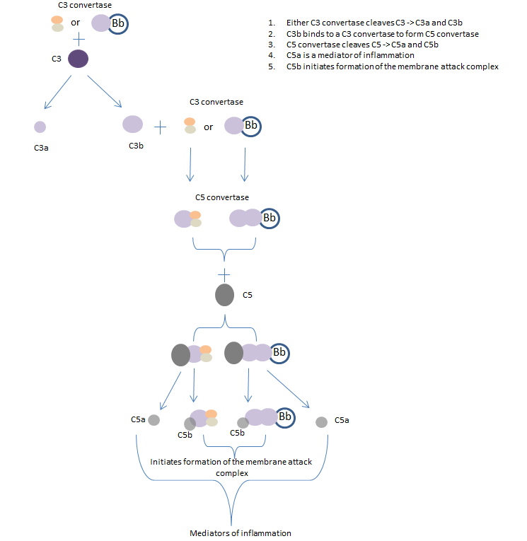 The late complement pathway