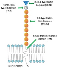 MRC1 (CD206 antibody)