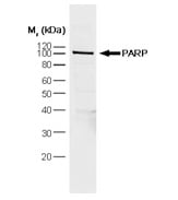 Mouse anti Poly(Adp-Ribose) Polymerase-1 antibody