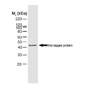 Western blot of his tagged protein probed with mouse anti histidine tag antibody (MCA1396) visualized with rabbit anti mouse IgG:HRP (STAR138)