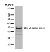 Western blot of V5-tagged protein probed with Mouse anti V5 tag, clone SV5-Pk1