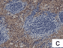 F4/80 antibody stained using igg antibody HRP