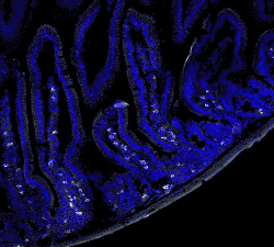 Fig.1. Immunofluorescence image of mouse small intestine stained with Rat anti Mouse F4/80 (MCA497PE), red and Rat anti Mouse CD45 (MCA1031A488), green; nuclei are stained with DAPI, blue.