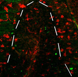 F4/80 antibody image 2 showing numerous microglia marked by anti-F4/80 present throughout the cerebellum
