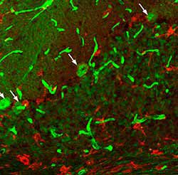 F4/80 antibody image 3 showing numerous microglia marked by anti-F4/80 present throughout the cerebellum