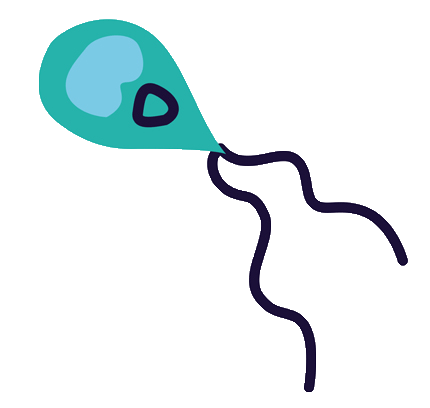 Zooflagellates  Flagellated protozoan cartoon