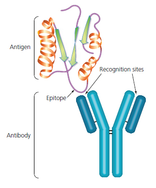 Figure 3: Antibody-Antigen interaction