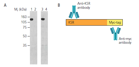 Figure 4: Western Blot and Model of Myc-tagged KSR