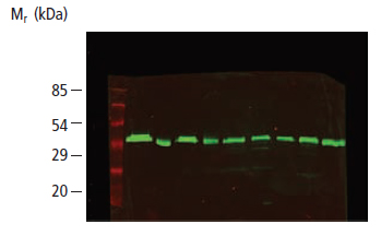 Western Detection of Tubulin using DyLight® 800 secondary antibody