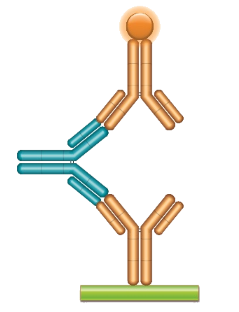 Schematic image of ADA bridging assay. Monoclonal antibody drug as capture antibody and detection antibody labeled with HRP (gold), fully human anti-idiotypic antibody, Ig format (blue)