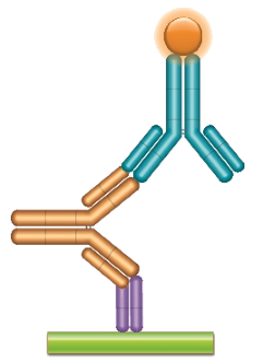 Schematic image of PK bridging ELISA measuring free drug. Anti-idiotypic capture antibody, Fab format (purple), monoclonal antibody drug (gold), anti-idiotypic detection antibody, Ig format (blue), labeled with HRP.