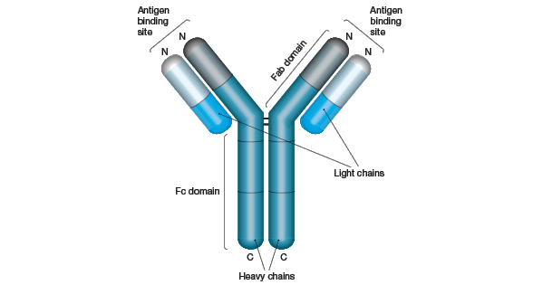 antibody-structure