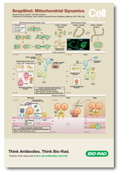 Mitochondrial Dynamics Poster