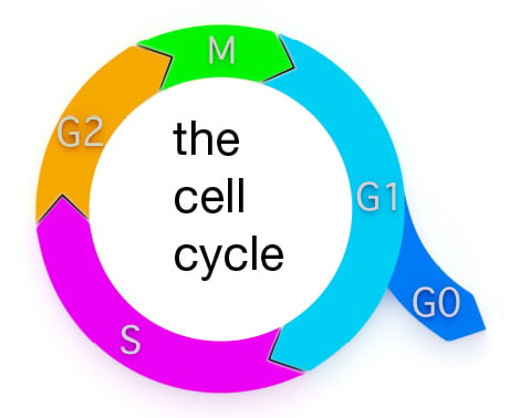 Schematic representation of the cell cycle. Ki-67 is expressed during G1, S, G2 and M phases. 