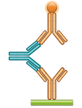 Schematic image of ADA bridging assay. Monoclonal antibody drug as capture antibody and detection antibody labeled with HRP (gold), fully human anti-idiotypic antibody, Ig format (blue).