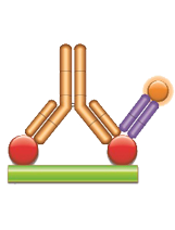 Schematic image of PK antigen capture ELISA. Drug target (red), monoclonal antibody drug (gold), drug target complex detection antibody, Fab format (purple), labeled with HRP.