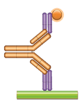 Anti-Trastuzumab Antibodies | Bio-Rad