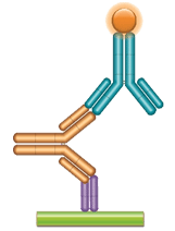 Schematic image of PK bridging ELISA. Anti-idiotypic capture antibody, Fab format (purple), monoclonal antibody drug (gold), anti-idiotypic detection antibody, Ig format (blue), labeled with HRP.