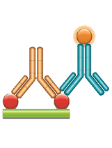 Schematic image of PK antigen capture ELISA. Drug target (red), monoclonal antibody drug (gold), drug-target complex detection antibody, Ig format (blue), labeled with HRP.