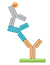 Schematic image of ADA assay for IgE isotype detection. Monoclonal antibody drug as capture antibody (gold), fully human anti-idiotypic antibody, IgE format (blue), detection with HRP conjugated anti-human IgE antibody (gray).
