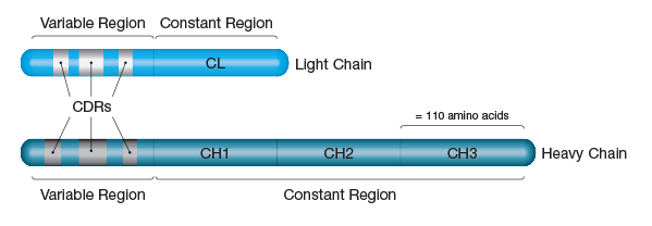 Diagram showing constant and variable regions on the antibody, including heavy and light chains