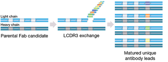 Optimization of binding characteristics of a HuCAL antibody