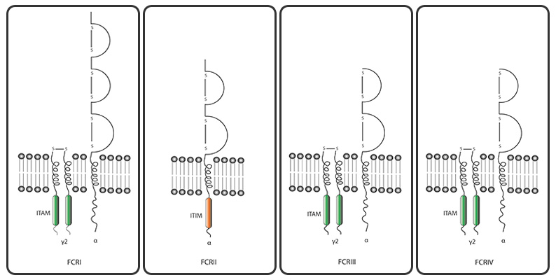 Mouse Fc Receptor CD characterization