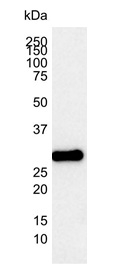 Western blot analysis of a Jurkat cell lysate with Mouse anti-Human Bcl-2 antibody