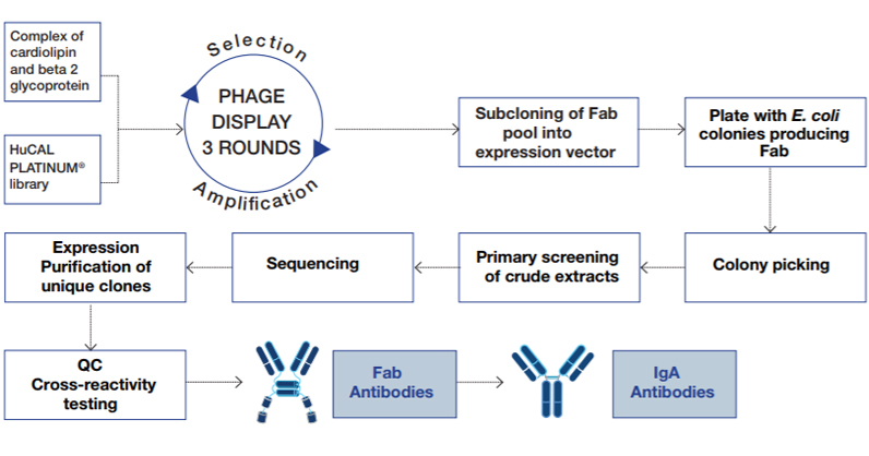 Process for selection of human anti-cardiolipin monoclonal antibodies using HuCAL and phage display