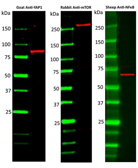 Fig. 1. Detection of goat, rabbit and sheep IgG polyclonal antibodies with TidyBlot Reagent. 