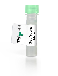 TidyBlot - Western blot detection reagent