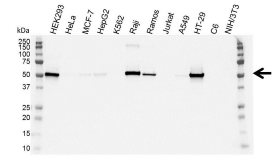 Western blot analysis of whole cell lysates probed with anti-p53 antibody