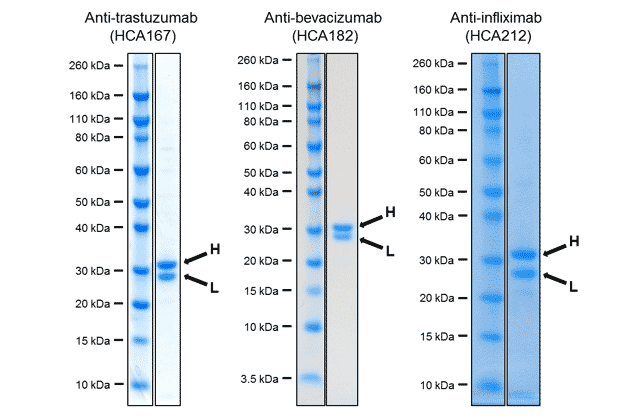 SDS PAGE purity assessment of Fab format antibodies 