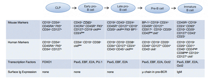 Figure 2. Early stages of B cell development