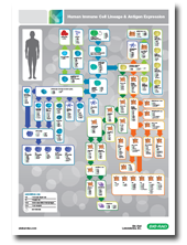 Human Immune Cell Lineage & Antigen Expression Poster